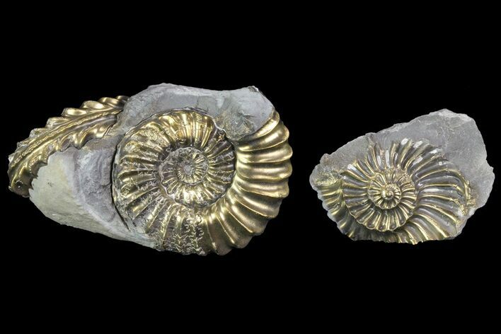 Pyritized Pleuroceras Ammonite Cluster with Pos/Neg- Germany #70146